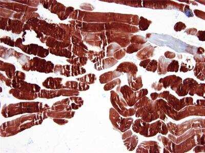 Immunohistochemistry-Paraffin: Actin Antibody (3B3) - BSA Free [NBP1-97723]