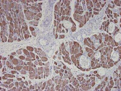 Immunohistochemistry-Paraffin: Actin Antibody (3B3) - BSA Free [NBP1-97723]