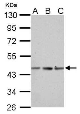 Western Blot: Actin Antibody [NBP2-15256]