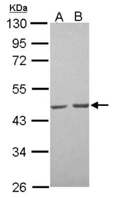 Western Blot: Actin Antibody [NBP2-15256]