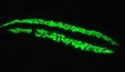 Immunocytochemistry/ Immunofluorescence: Actin Alpha 1 Cardiac Muscle Antibody (22D3) - BSA Free [NBP1-97725]