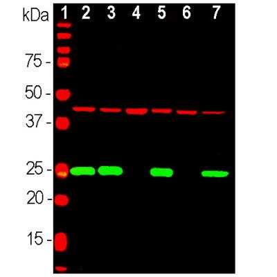 Western Blot: pan Actin Antibody (5J11) [NBP2-25142]