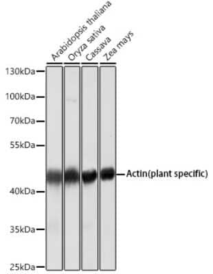 Western Blot: Actin Antibody (9Y9L6) [NBP3-16885]