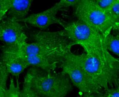 Immunocytochemistry/ Immunofluorescence: Actin Antibody (JJ09-29) [NBP2-67907]