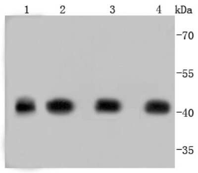 Western Blot: Actin Antibody (JJ09-29) [NBP2-67907]
