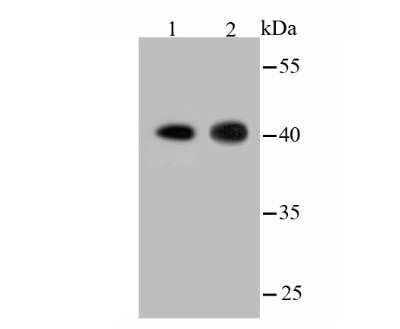 Western Blot: Actin Antibody (JJ09-29) [NBP2-67907]