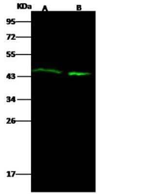 Western Blot: Actin Antibody [NBP2-98923]