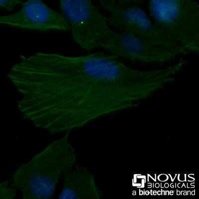 Immunocytochemistry/ Immunofluorescence: Actin Antibody (mAbGEa) - Azide and BSA Free [NBP2-80561]