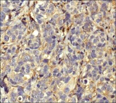 Immunohistochemistry: Actin Antibody (mAbGEa) - Azide and BSA Free [NBP2-80561]