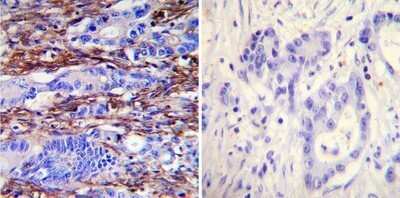 Immunohistochemistry: Actin Antibody (mAbGEa) - Azide and BSA Free [NBP2-80561]