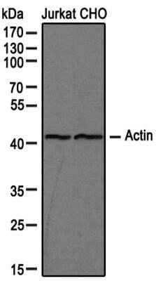 Western Blot: Actin Antibody (mAbGEa)Azide and BSA Free [NBP2-80561]