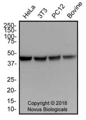 Western Blot: Actin Antibody (mAbGEa)Azide and BSA Free [NBP2-80561]