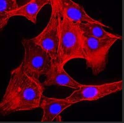 Immunocytochemistry/ Immunofluorescence: Actin Antibody (mAbGEa) [NB100-74340]