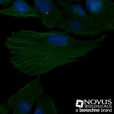 Immunocytochemistry/ Immunofluorescence: Actin Antibody (mAbGEa) [NB100-74340]