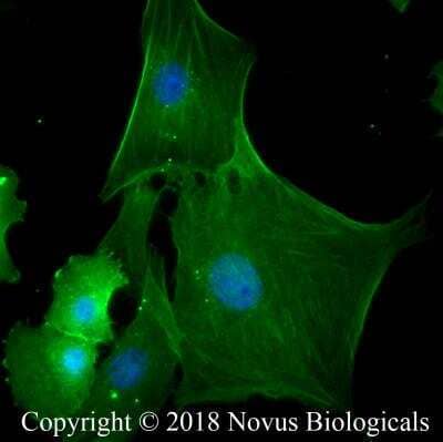 Immunocytochemistry/ Immunofluorescence: Actin Antibody (mAbGEa) [NB100-74340]