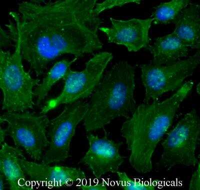 Immunocytochemistry/ Immunofluorescence: Actin Antibody (mAbGEa) [NB100-74340]