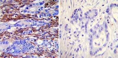 Immunohistochemistry-Paraffin: Actin Antibody (mAbGEa) [NB100-74340]