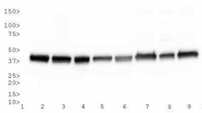 Western Blot: Actin Antibody (mAbGEa) [NB100-74340]