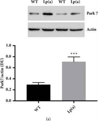 Western Blot: Actin Antibody (mAbGEa) [NB100-74340]