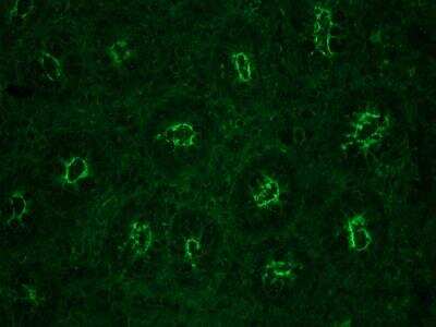 Immunohistochemistry: Actin Gamma 1 Antibody (2A3) - BSA Free [NBP1-97720]