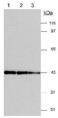 Western Blot: Actin Gamma 1 Antibody [NB600-533]
