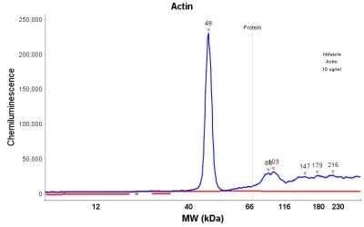 Simple Western: Actin (Muscle Specific) Antibody (HHF35)Azide and BSA Free [NBP2-34634]