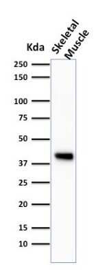 Western Blot: Actin (Muscle Specific) Antibody (HHF35)Azide and BSA Free [NBP2-34634]
