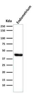 Western Blot: Actin (Muscle Specific) Antibody (HHF35)Azide and BSA Free [NBP2-34634]