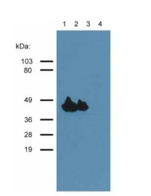 Western Blot: Actin (Muscle Specific) Antibody (HHF35)BSA Free [NBP3-09165]