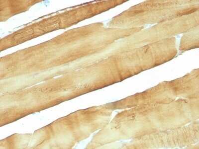 Immunohistochemistry-Paraffin: Actin (Muscle Specific) Antibody (MSA/953) - Azide and BSA Free [NBP2-47662]