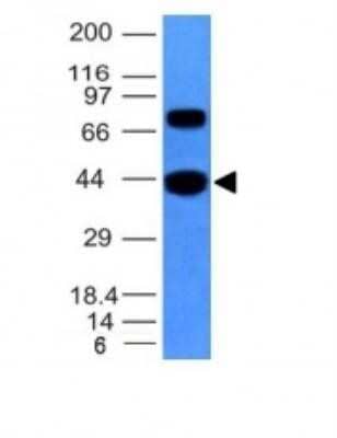 Western Blot: Actin (Muscle Specific) Antibody (MSA/953)Azide and BSA Free [NBP2-47662]