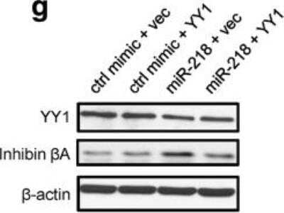 Western Blot: Activin A Antibody [NBP1-30928]