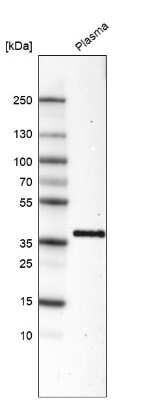 Western Blot: Activin C/Inhibin beta C Antibody (CL6915) [NBP2-76513]