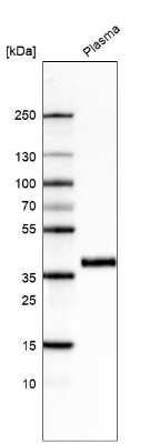 Western Blot: Activin C/Inhibin beta C Antibody (CL6916) [NBP2-76514]