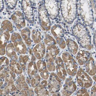 Immunohistochemistry-Paraffin: Acylglycerol Kinase Antibody [NBP1-83825]