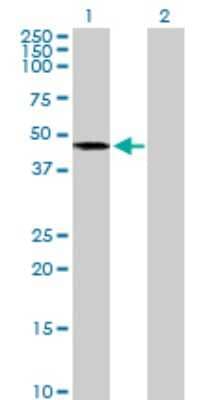 Western Blot: Acylglycerol Kinase Antibody [H00055750-B01P]