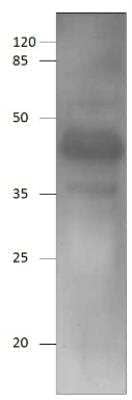 Western Blot: Adenine Nucleotide Translocator 2 Antibody [NBP3-12220]