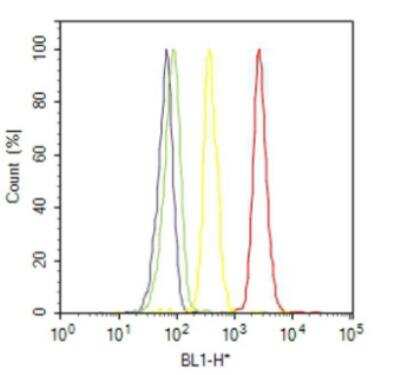 Flow Cytometry: Adenosine A1R Antibody - BSA Free [NB300-549]