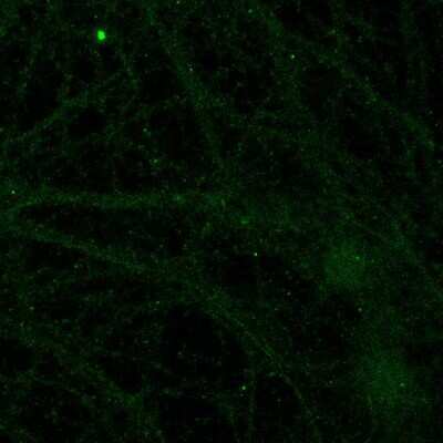 Immunocytochemistry/ Immunofluorescence: Adenosine A1R Antibody - BSA Free [NB300-549]