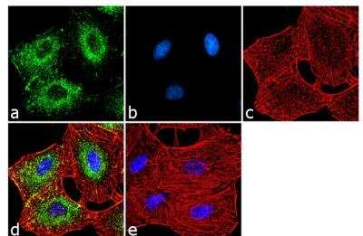 Immunocytochemistry/ Immunofluorescence: Adenosine A1R Antibody - BSA Free [NB300-549]