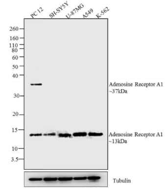 Western Blot: Adenosine A1R AntibodyBSA Free [NB300-549]