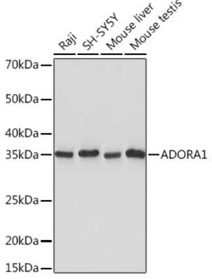 Western Blot: Adenosine A1R Antibody (8C3P3) [NBP3-16594]