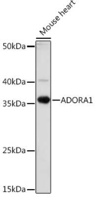 Western Blot: Adenosine A1R AntibodyAzide and BSA Free [NBP3-15570]