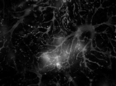 Immunocytochemistry/ Immunofluorescence: Adenosine A2aR Antibody [NB300-597]