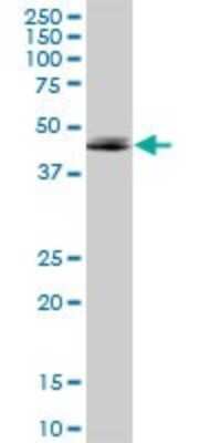 Western Blot: Adenosine A2aR Antibody [H00000135-B01P]