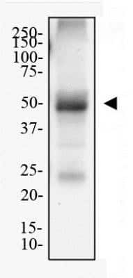 Western Blot: Adenosine A2aR Antibody (7F6-G5-A2)Azide and BSA Free [NBP2-80562]