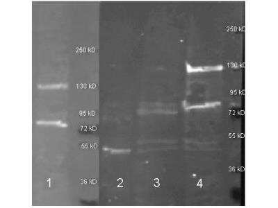 Western Blot: Adenosine Deaminase/ADA Antibody [NBP1-77775]