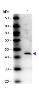 Western Blot: Adenosine Deaminase/ADA Antibody [NBP1-77775]