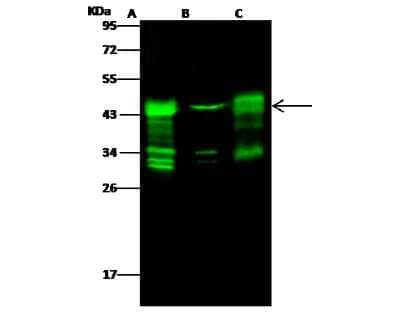 Western Blot: Adenosine Deaminase/ADA Antibody [NBP3-00364]