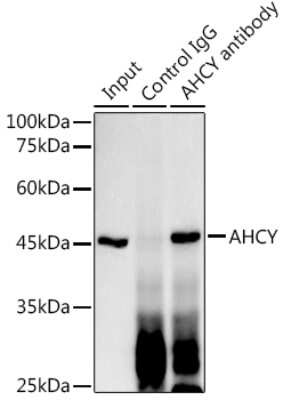 Immunoprecipitation: Adenosylhomocysteinase/AHCY Antibody (4E9H10) [NBP3-16147]